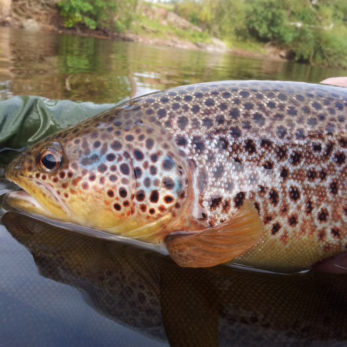 A wild fish this chunky and 20" plus could go way beyond anything I've landed in the uk before