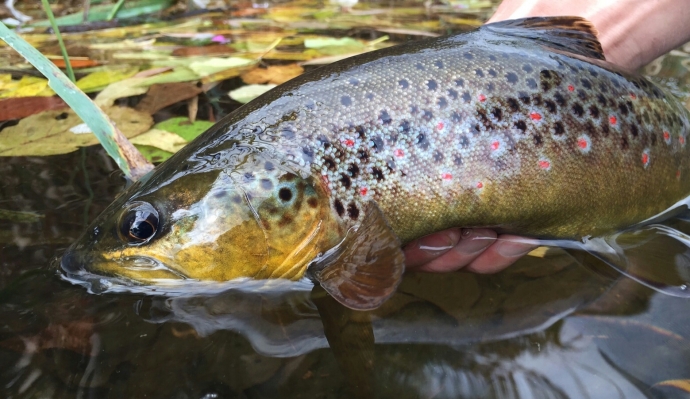A thumping wild fish on the Dzigi but we wished they'd leave us alone
